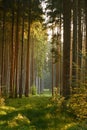 Misty early morning in the forest of Perlacher Forst in Munich