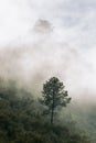 Misty early morning vertical landscape with a single tree on a mountain