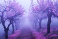 Misty Enchanted Forest Path with Blossoming Trees in Purple Tones Mysterious Dreamy Landscape for Fantasy Backdrop Royalty Free Stock Photo