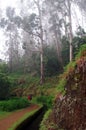 Misty eucalyptus forest, Madeira