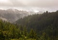 Misty Evergreen Forest after Storm