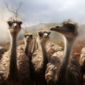 Misty farm backdrop as ostrich group roams, a tranquil ensemble