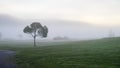 Misty field with silhouettes of tress