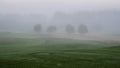 Misty field with silhouettes of tress Royalty Free Stock Photo