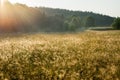 Misty fields and meadows after the rain in summer Royalty Free Stock Photo