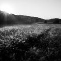 Misty fields and meadows after the rain in summer - monochrome Royalty Free Stock Photo