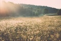 Misty fields and meadows after the rain in summer Royalty Free Stock Photo