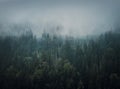Misty fir forest background. Idyllic and moody scene with clouds moving above the pine trees. Natural landscape with coniferous Royalty Free Stock Photo