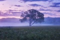 Misty flowering valley at dawn, scenic landscape with wild growing flowers, single tree and color cloudy sky