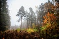 Misty fog forest in Belarus, golden autumn folliage