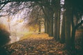 Misty fog forest in Belarus park by the river, golden autumn folliage