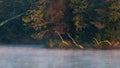 Great Blue Heron takes in the golden glow of sunrise. Royalty Free Stock Photo