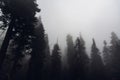 Misty fog in pine forest on mountain slopes. Color toning. Royalty Free Stock Photo