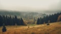 Misty fog pine forest mountain slopes color toning Royalty Free Stock Photo