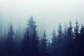 Misty fog pine forest mountain slopes color toning Royalty Free Stock Photo