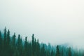 Misty fog pine forest mountain slopes color toning Royalty Free Stock Photo