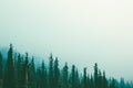 Misty fog pine forest mountain slopes color toning Royalty Free Stock Photo