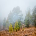 Misty fog in pine forest on mountain slopes Royalty Free Stock Photo