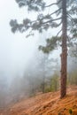 Misty fog in pine forest on mountain slopes Royalty Free Stock Photo