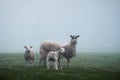 Misty fog in a rural countryside pastoral meadow with sheep in Scottish farmland Royalty Free Stock Photo