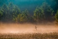 Misty sunrise near forest, cross in a misty field Royalty Free Stock Photo