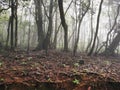 Misty or foggy forest in Kinnakorai, Nilgiris, Tamilnadu, India. Royalty Free Stock Photo