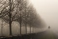 Misty foggy morning on the road in autumn with lined bald trees Royalty Free Stock Photo