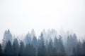 Misty foggy mountain landscape with fir forest and copyspace.