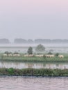 misty foggy sunrise in the Netherlands with cows in the meadow