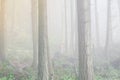 Misty foggy trail lush forest mountain landscape at Poo Poo Point in Washington, USA