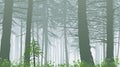 Misty forest