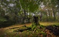 Misty Forest