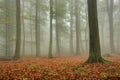 Misty Forest in Autumn Royalty Free Stock Photo