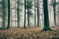 Misty Forest in Autumn Royalty Free Stock Photo