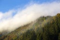 Misty forest in the Bavarian mountains Royalty Free Stock Photo
