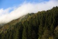 Misty forest in the Bavarian mountains