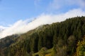 Misty forest in the Bavarian mountains