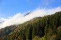 Misty forest in the Bavarian mountains