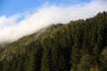 Misty forest in the Bavarian mountains Royalty Free Stock Photo