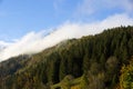 Misty forest in the Bavarian mountains Royalty Free Stock Photo
