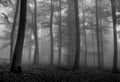 Misty Forest in BW Royalty Free Stock Photo