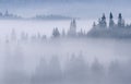 Misty forest - Carpathian Mountains