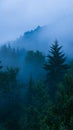 Misty Forest at Dawn With Tall Evergreens and Rolling Fog Royalty Free Stock Photo