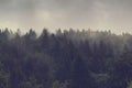 Misty forest of evergreen coniferous trees