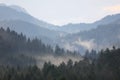 Misty forest in Gailtal Alps, Austria Royalty Free Stock Photo