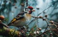 Misty Forest Goldfinch Royalty Free Stock Photo