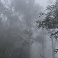 Indonesian misty forest Royalty Free Stock Photo