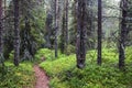 Misty forest on Kola peninsula