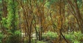 Misty forest landscape. Dead trees and swamp in a spooky forest. Selective focus included Royalty Free Stock Photo