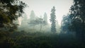Misty forest landscape. Deep wild forest in magic evening light with volumetric light rays.